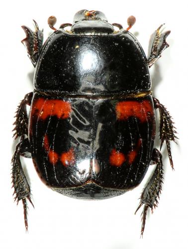 Hister quadrimaculatus
